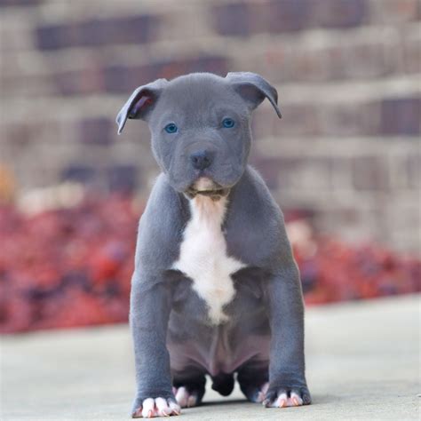 blue nose pitbull puppies for sale in florida|More.